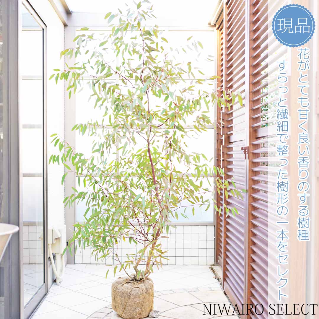 ■良品庭木■ネイティブ プランツリューカデンドロンエミー7号鉢植え現品販売No.2