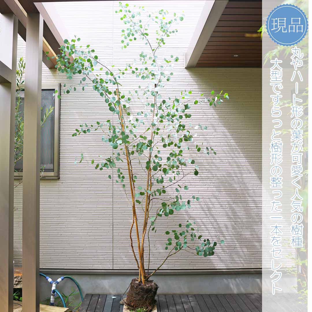 楽天市場】ユーカリ 常緑樹(植木|ガーデニング・農業):花 楽天市場】ユーカリ 常緑樹(植木|ガーデニング・農業):花