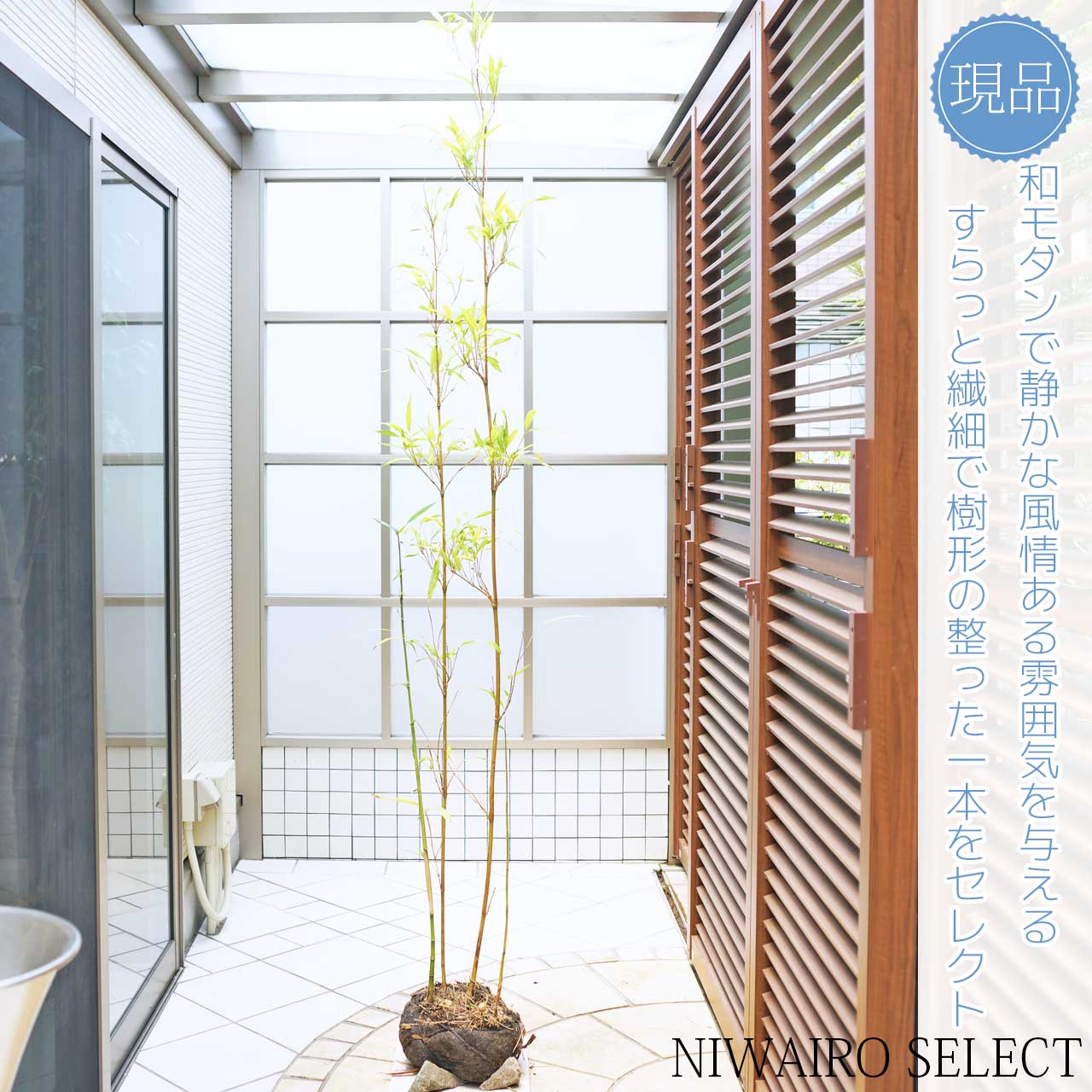 楽天市場】竹 植栽の通販 楽天市場】竹 植栽の通販