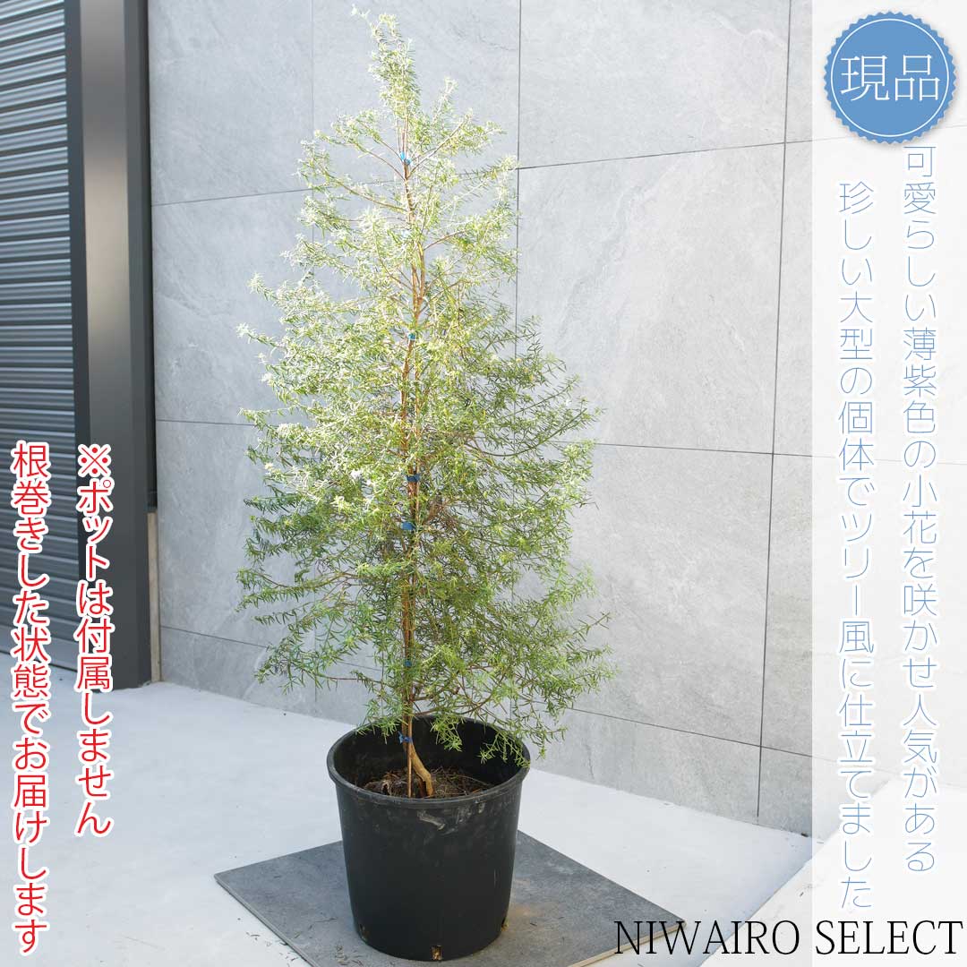 【ウエストリンギア】クリスマスツリー風仕立て オーストラリアンローズマリー オージープランツ 樹高H≒130 × 枝張W≒60cm 低木 常緑樹 シンボルツリー 植木 庭木 樹木 植栽 和風 洋風 ガーデニング おしゃれ【送料無料】