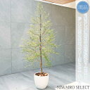 【現品】鉢植え【ウエストリンギア】クリスマスツリー風仕立て オーストラリアンローズマリー 全高H≒150 × 枝張W≒60cm 低木 常緑樹 オージープランツ ...