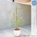 【現品】鉢植え【ウエストリンギア】クリスマスツリー風仕立て オーストラリアンローズマリー 全高H≒155 × 枝張W≒65cm 低木 常緑樹 オージープランツ ...