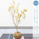 【現品】【カネコゲンカイツツジ】金子玄海躑躅 自然風樹形 樹高H≒90 × 枝張W≒50cm 低木 常緑樹 シンボルツリー 植木 庭木 樹木 植栽 和風 洋風 ガーデニング おしゃれ【送料無料】