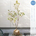 【現品】【カネコゲンカイツツジ】金子玄海躑躅 自然風樹形 樹高H≒110 × 枝張W≒70cm 低木 常緑樹 シンボルツリー 植木 庭木 樹木 植栽 和風 洋風 ガーデニング おしゃれ【送料無料】