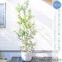 鉢植え【ソヨゴ】 株立ち　自然樹形　雌株　全高H≒210 × 枝張W≒80cm　高木　常緑樹　シンボルツリー　新築祝い　ギフト　おしゃれ　プレゼント　お祝い　メッセージカード　小型　中型　大型　観葉植物　植木　庭木　樹木　苗木　インテリア