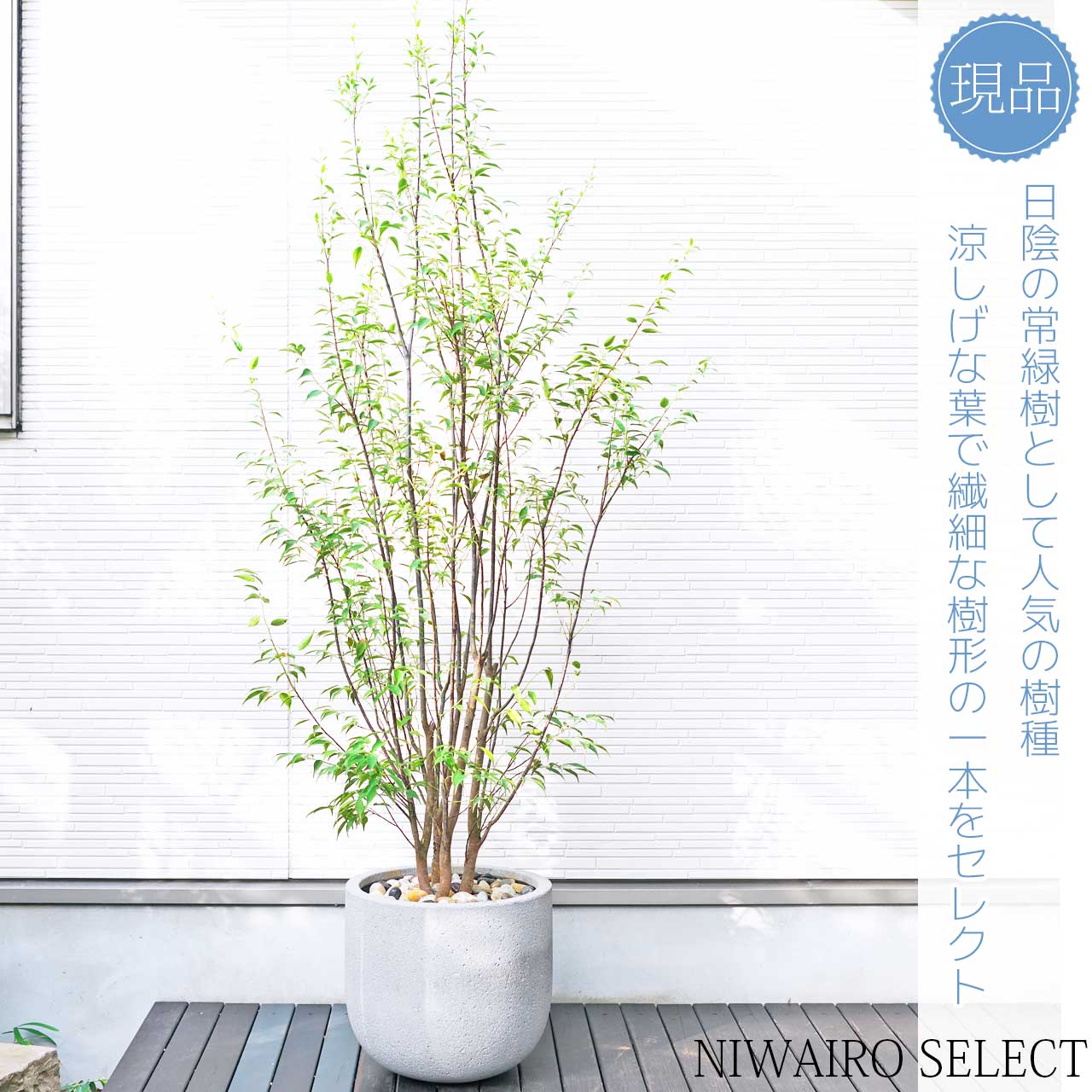 楽天市場】おしゃれ(カラーグレー)(植木|ガーデニング・農業 楽天市場】おしゃれ(カラーグレー)(植木|ガーデニング・農業