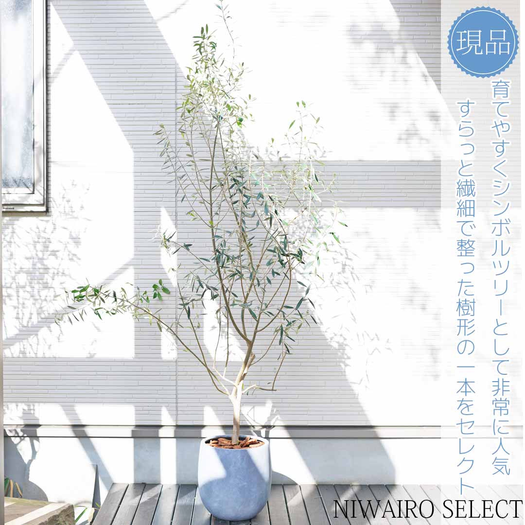 楽天市場】オリーブ ネバディロブランコ(植木|ガーデニング 楽天市場】オリーブ ネバディロブランコ(植木|ガーデニング