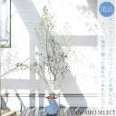 鉢植え【オリーブの木】 ネバディロブランコ　自然樹形　全高H≒185 × 枝張W≒100cm　高木　常緑樹　シンボルツリー　ギフト　おしゃれ　プレゼント　お祝い　メッセージカード　小型　中型　大型　雑木風　植木　庭木　樹木　植物　ガーデニング　インテリア　エクステリア