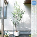【現品】鉢植え【オリーブの木】レッチーノ 自然風樹形 全高H≒230 × 枝張W≒90cm 高木 常緑樹 ギフト プレゼント お祝い シンボルツリー 植木 庭木...