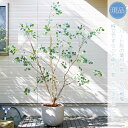 【現品】鉢植え【ユーカリ】ポポラス オージープランツ 株立ち 自然風樹形 全高H≒200 × 枝張W≒150cm 高木 常緑樹 ギフト プレゼント お祝い シン...