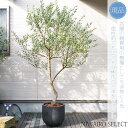 【現品】鉢植え【オリーブの木】ネバディロブランコ 自然風樹形 全高H≒205 × 枝張W≒140cm 高木 常緑樹 ギフト プレゼント お祝い シンボルツリー ...