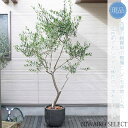 【現品】鉢植え【オリーブの木】ルッカ 自然風樹形 全高H≒225 × 枝張W≒130cm 高木 常緑樹 ギフト プレゼント お祝い シンボルツリー 植木 庭木 ...