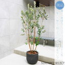 鉢植え【フェイジョアの木】本株立ち 自然風樹形 全高H≒180 × 枝張W≒80cm 高木 常緑樹 ギフト プレゼント お祝い 新築祝い シンボルツリー 植木 ...