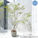 【現品】鉢植え 山採り【大型ドウダンツツジ】灯台躑躅 株立ち 自然風樹形 全高H≒205 × 枝張W≒180cm 高木 落葉樹 ギフト プレゼント お祝い シン...