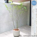 【現品】鉢植え【クロモジ】黒文字 株立ち 自然風樹形 全高H≒185 × 枝張W≒120cm 低木 落葉樹 ギフト プレゼント お祝い 新築祝い シンボルツリー...