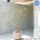 鉢植え【フェイジョアの木】株立ち 自然風樹形 全高H≒170 × 枝張W≒80cm 高木 常緑樹 ギフト プレゼント お祝い 新築祝い シンボルツリー 植木 庭...