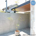 【現品】鉢植え 山採り【大型ドウダンツツジ】灯台躑躅 株立ち 自然風樹形 全高H≒255 × 枝張W≒120cm 高木 落葉樹 ギフト プレゼント お祝い 新築...