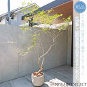 【現品】鉢植え 山採り【大型ドウダンツツジ】灯台躑躅 自然風樹形 全高H≒250 × 枝張W≒160cm 高木 落葉樹 ギフト プレゼント お祝い 新築祝い シ...