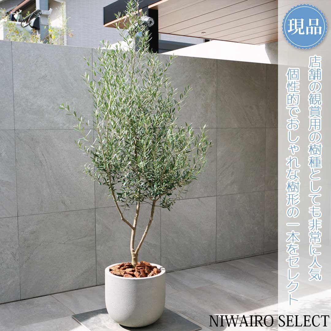 【現品】鉢植え【オリーブの木】ネバディロブランコ 自然風樹形　全高H≒195 × 枝張W≒90cm　高木 常緑樹..