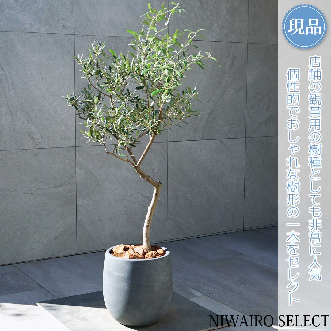 【現品】鉢植え【オリーブの木】ネバディロブランコ 自然風樹形　全高H≒120 × 枝張W≒60cm　高木 常緑樹..