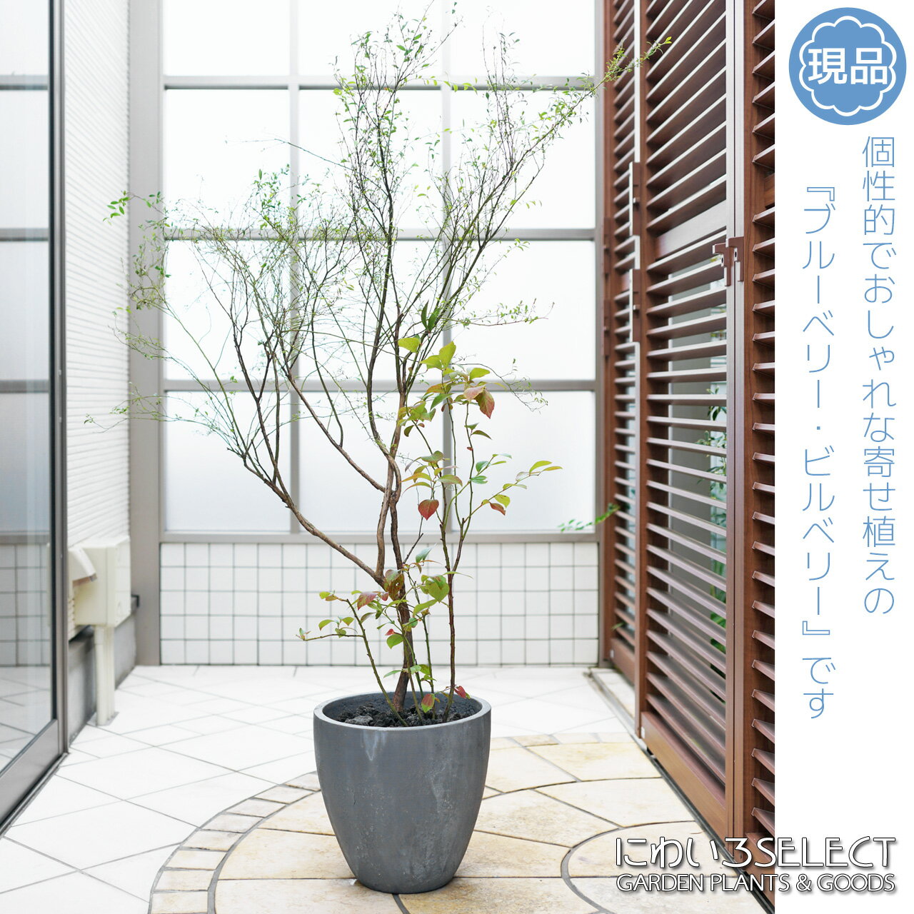 鉢植え【寄せ植え】【ブルーベリー × ビルベリー】ホームベル　自然樹形　全高H≒155 × 枝張W≒110cm　鉢 W30 × H28cm　低木　落葉樹　常緑樹　シンボルツリー　ギフト　おしゃれ　プレゼント　お祝い　メッセージカード　小型　大型　植木　庭木　樹木　苗木　インテリア