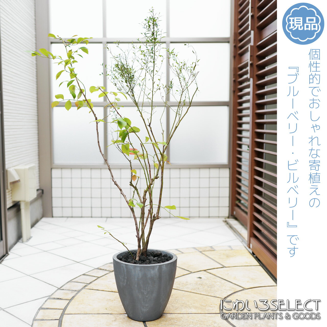 鉢植え【寄せ植え】【ブルーベリー × ビルベリー】ホームベル　自然樹形　全高H≒110 × 枝張W≒65cm　鉢 W24 × H22cm　低木　落葉樹　常緑樹　ギフト　おしゃれ　プレゼント　お祝い　メッセージカード　小型　大型　雑木風　植木　庭木　樹木　植栽　苗木　インテリア