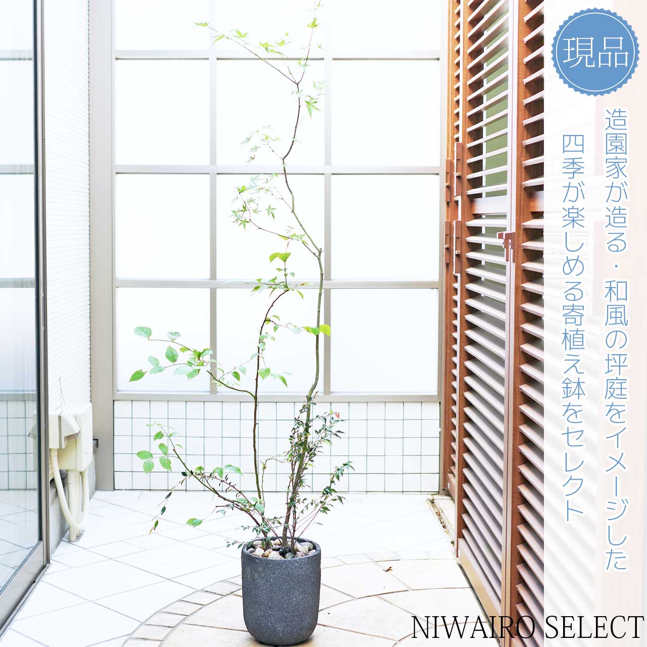 鉢植え【寄せ植え】【イロハモミジ × ブルーベリー × ツバキエリナカスケード】　自然樹形　全高H≒170 × 枝張W≒60cm　高木　落葉樹　シンボルツリー　新築祝い　ギフト　おしゃれ　プレゼント　お祝い　メッセージカード　中型　大型　植木　庭木　樹木