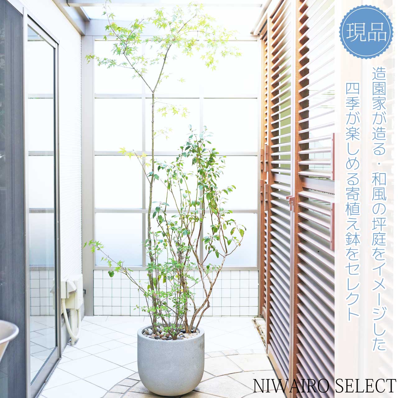 鉢植え【寄せ植え】【イロハモミジ × ブルーベリー × ドウダンツツジ】　自然樹形　全高H≒205 × 枝張W≒90cm　高木　落葉樹　シンボルツリー　新築祝い　ギフト　おしゃれ　プレゼント　お祝い　メッセージカード　中型　大型　植木　庭木　樹木