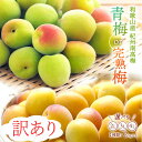 【予約販売/数量限定】 【訳あり】和歌山県産 紀州南高梅 選べる 青梅 完熟梅 2kg 南高梅 冷凍梅 梅ジュース用 梅干し用 白干し用 産地直送 送料無料 和歌山産 大粒 大玉 完熟 農家直送 紀州梅 紀州梅干し 和歌山 梅酒の梅 梅酒用 国産 梅の実 梅 うめ ウメ シロップ ジャム