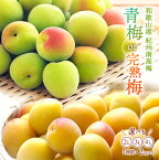 【予約販売/数量限定】 和歌山県産 紀州南高梅 選べる 青梅 完熟梅 2kg 南高梅 冷凍梅 梅ジュース用 梅干し用 梅 白干し用 産地直送 送料無料 和歌山産 大粒 大玉 完熟 農家直送 紀州梅 紀州梅干し 和歌山 梅酒の梅 梅酒用 産直 国産 梅の実 梅 うめ ウメ シロップ ジャム