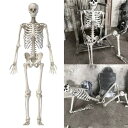 ☆等身大サイズ☆ リアルな見た目 人体模型 骨格標本 約170cm 骸骨 ドクロ スケルトン ハロウィン ホラー