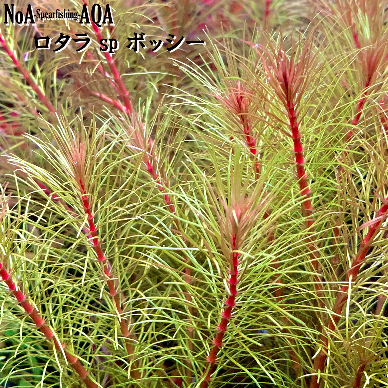 水草 水中葉 無農薬 ロタラ sp. ボッシー 5本~ 水槽 アクアリウム ロタラ sp. ベトナムレッド ロタラワリッキー ロングリーフ 中景草 後景草 有茎草のサムネイル