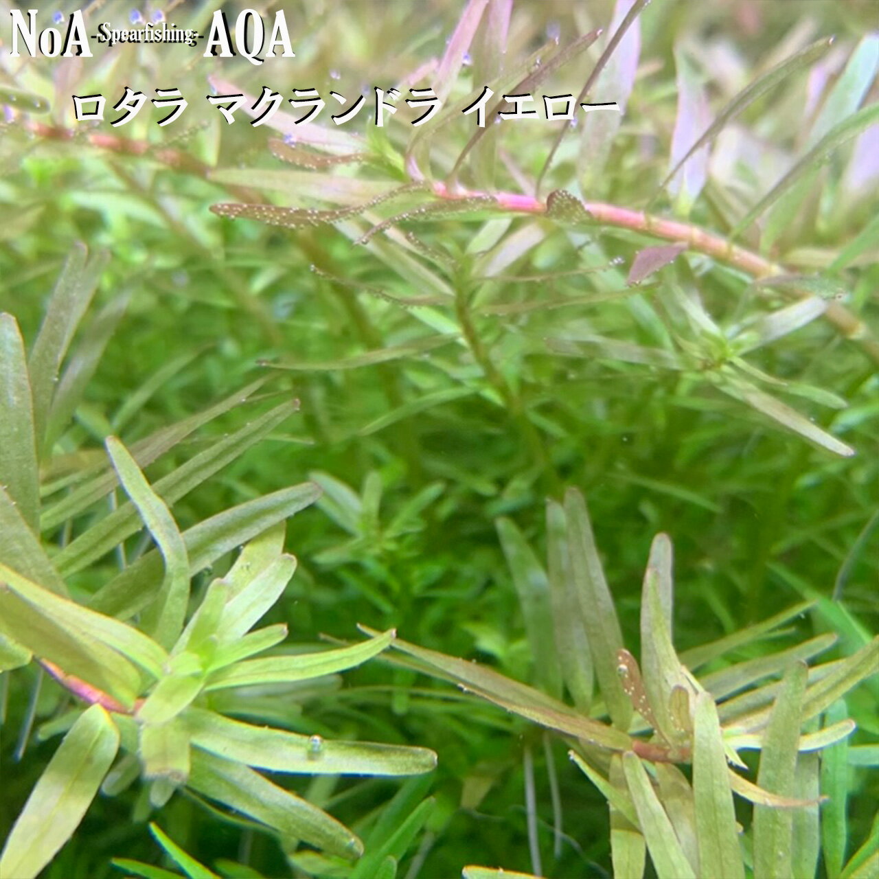 水草 水中葉 無農薬 ロタラ マクラ