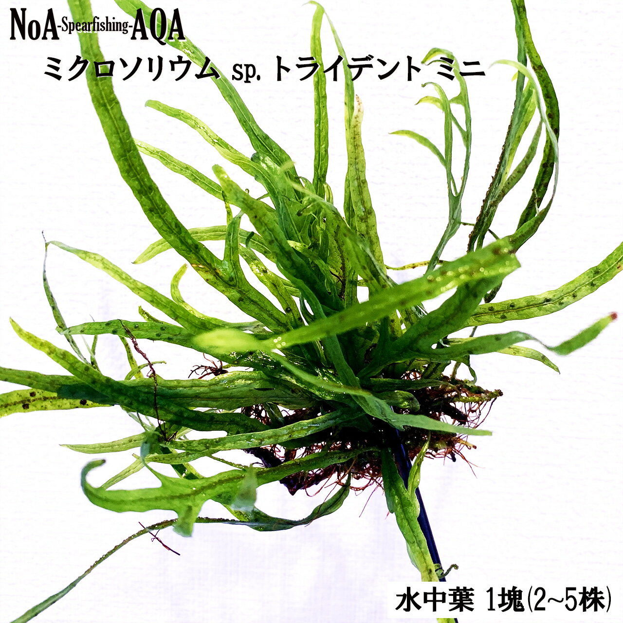 水草 水中葉 無農薬 ミクロソリウム sp. トライデント ミニ 1塊 アクアリウム 陰性水草 活着 水槽 中景草