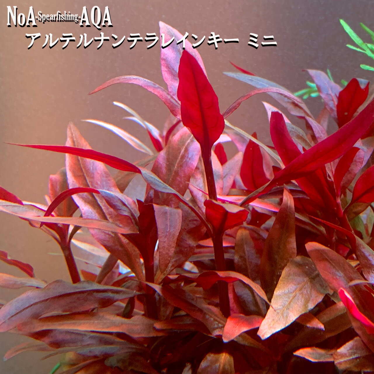 水草 水中葉 無農薬 アルテルナンテラ レインキー ミニ 3本~ 水槽 アクアリウム 中景草 有茎草