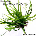 水草 水中葉 無農薬 ミクロソリウム sp. トライデント ミニ 1塊