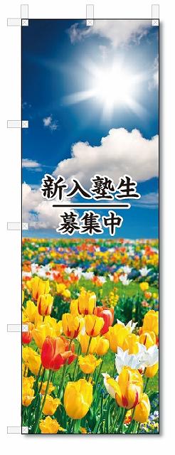 楽天のぼり君のぼり　のぼり旗　新入塾生　募集中 （W600×H1800）学習塾