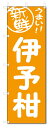 のぼり　のぼり旗　伊予柑　(W600×H1800)　野菜