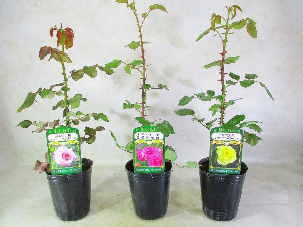 バラ 四季咲大輪 薔薇の苗木 おまかせ＜3種組＞ 3.5号ロングポット 全高：約40センチのサムネイル