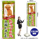 トイプードル入荷 のぼり GNB-2467 (受注生産品・キャンセル不可)(3)