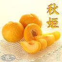 山形県 プラム すもも 秋姫 中玉(L〜2L)×11〜14玉 約1.2kg 黄色 李 スモモ 敬老の日 ギフト 贈答 プレゼント プレミアム 送料無料 ぷらむ ...