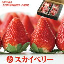 いちご スカイベリー 約280g×2パック 栃木 大粒 ギフト ホワイトデー バレンタイン プレゼント 送料無料 高級 イチゴ 贈答 苺 プレミアム 栃木県 農家直送 お取り寄せ グルメ バースデー 誕生日 糖度 甘い お祝い フルーツ 果物 くだもの 贈り物 ストロベリー 産地直送