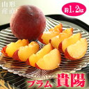 \夏の人気フルーツ/ 山形県産 高級ブランドプラム 貴陽 (きよう) 約1.2kg すもも 李 高糖度 スモモ 残暑見舞い お取り寄せ グルメ 夏 果物 くだもの 果実 フルーツ ギフト プレゼント 贈答 贈答用 贈り物 秀品 お盆 初盆 仏壇 お供え 御供 お供物 内祝 産地直送 送料無料