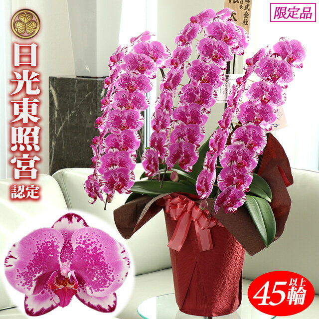 当店限定 御祝 お祝い 胡蝶蘭 3本立ち 大輪 45輪以上 レッドライオン 限定品 送料無料 叙勲 蘭 開店祝い 開院祝い 開業祝い 新築祝い 開店 周年 祝い 移転祝い 花 昇進祝い ギフト 贈り物 プレゼント 母の日 洋ラン 誕生日 鉢花 株主総会 新規 新店 当店限定 御祝 お祝い 胡蝶蘭 3本立ち 大輪 45輪以上 レッドライオン 限定品 送料無料 叙勲 蘭 開店祝い 開院祝い 開業祝い 新築祝い 開店 周年 祝い 移転祝い 花 昇進祝い ギフト 贈り物 プレゼント 母の日 洋ラン 誕生日 鉢花 株主総会 新規 新店