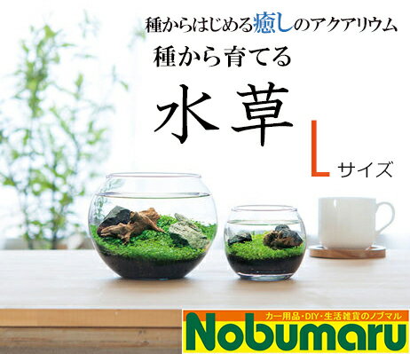 楽天市場 雑貨 その他 栽培セット 育てる水草 Nobumaru