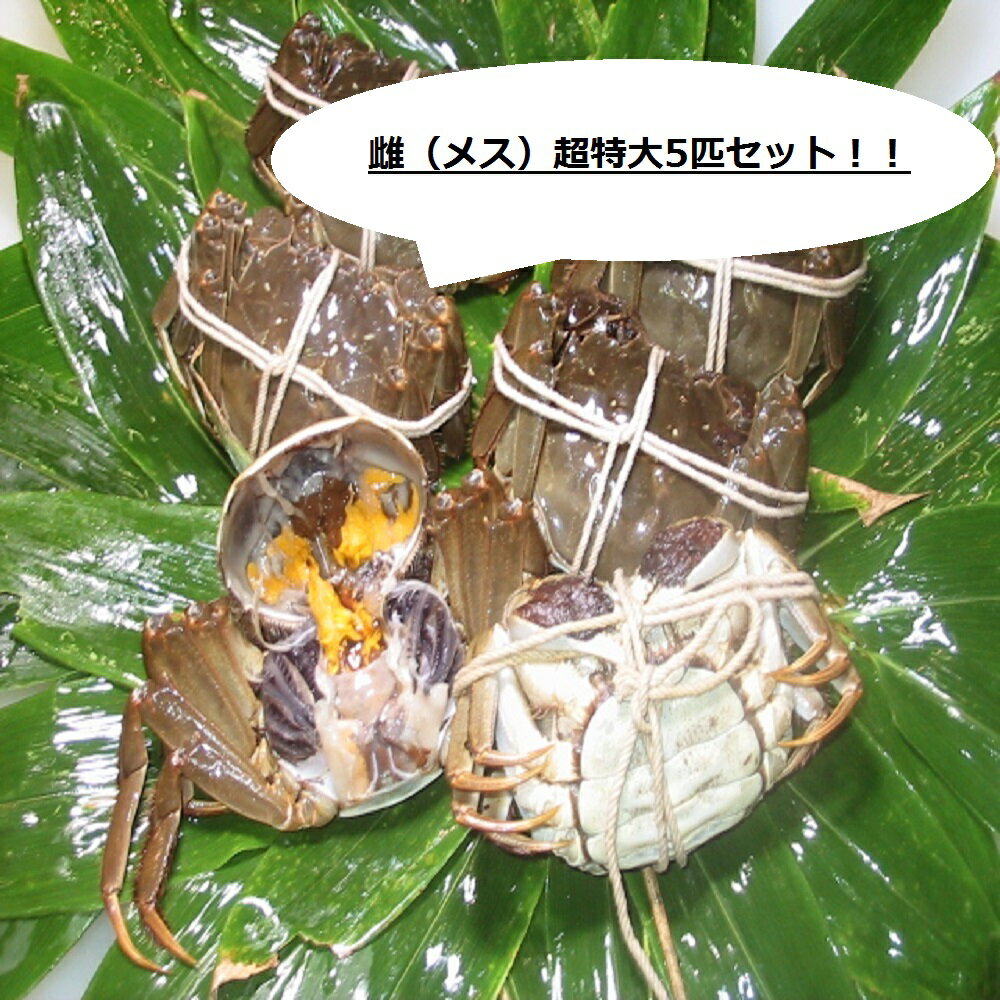 【本場中国産】上海蟹 メス 母 特売！ 超特大5匹セット @150g前後 贈答 ギフトにオススメ 蟹 オーダー頂いてから急速冷凍のサムネイル