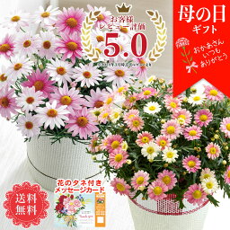 マーガレット 花の鉢植え 【銀行振込、コンビニ・ATM等の前払不可】 母の日 プレゼント ギフト 2024 メッセージカード付き 送料無料 2種類から選べるマーガレット「MR37-11/MA37-7」 花 フラワーギフト 花鉢 5号鉢 マーガレット さくらべーる 苺ミルク お手入れのしおり付き グラデーション