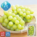 お中元 早割 御中元 夏ギフト ギフト プレゼント 暑中見舞い 2025 送料無料 JA香川県 シャインマスカット「P15-6」フルーツ 果物 ぶどう ブドウ ...