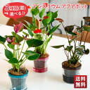 送料無料 植物 観葉植物 緑 アンスリウム アクアポット 選べるポット 2.5号（直径：6.8cm）「Y37-15/Y37-1/Y37-14」｜観葉植物 植物 緑 アンスリウム アクアポット 選べる レッド グリーン ダークブラウン