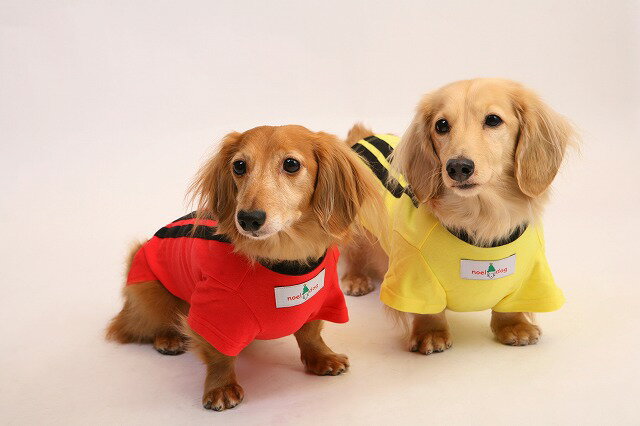 背中ライン Tシャツ（小型犬・ダッ